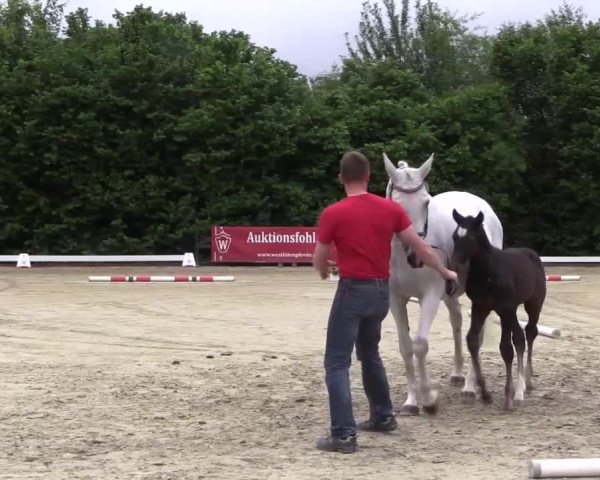 Stuten- und Fohlenschau Brakel 2017