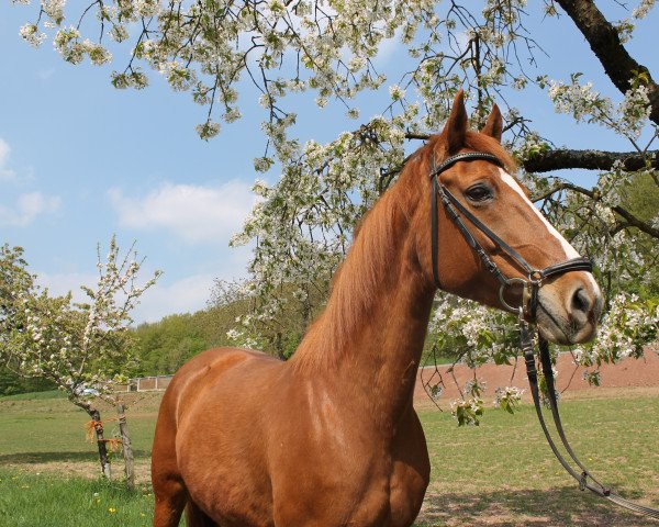 Pferd Sunshine R (Hannoveraner, 1991, von Wikadu R)