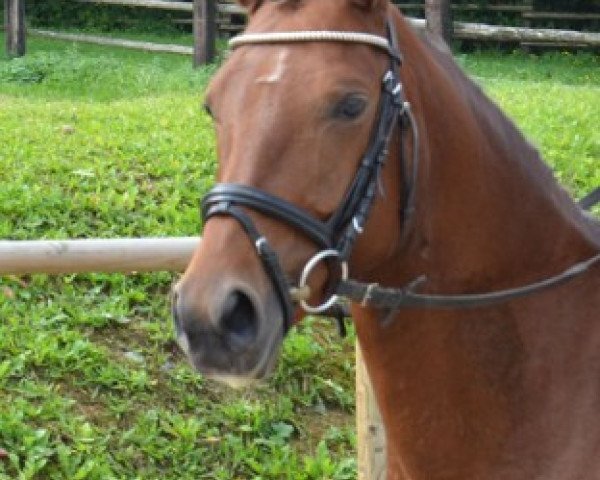 Dressurpferd Bella Donna (Deutsches Reitpony, 2009, von Dagestino)