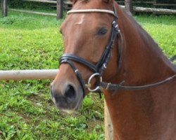 dressage horse Bella Donna (German Riding Pony, 2009, from Dagestino)