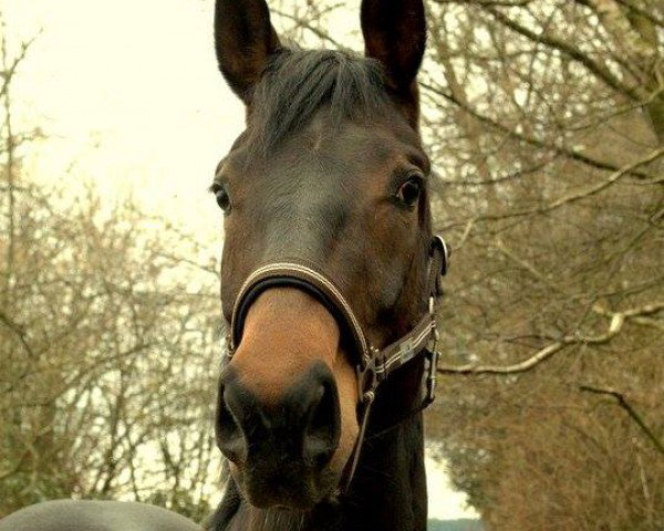 Springpferd Funny Quick (Oldenburger, 2008, von Swarovski)