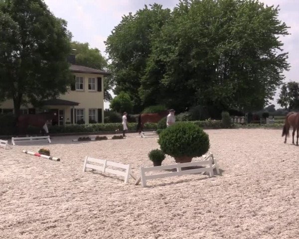 Hannoveraner Kombi Schau Coesfeld
