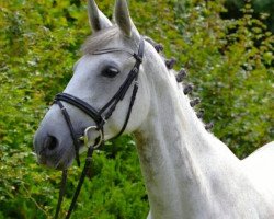 broodmare Rarität M (Oldenburg, 2003, from Royal Diamond)