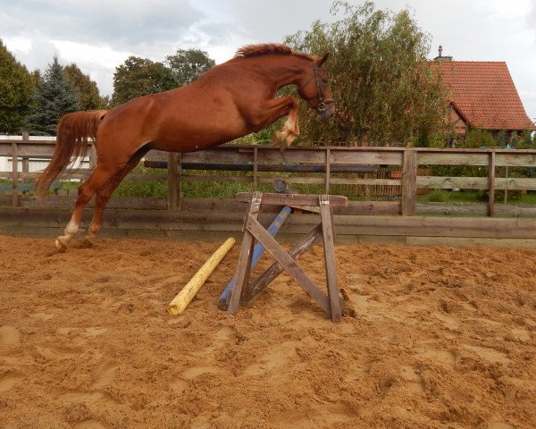 Pferd Suni (Sachsen-Anhaltiner, 2008, von Shakespeare in Love)