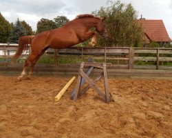 Pferd Suni (Sachsen-Anhaltiner, 2008, von Shakespeare in Love)