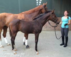 dressage horse V Gaudeamus (Westphalian, 2014, from Grey Flanell)