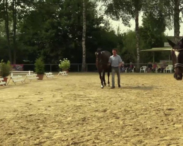 Stuten- und Fohlenschau Delbrück 2017