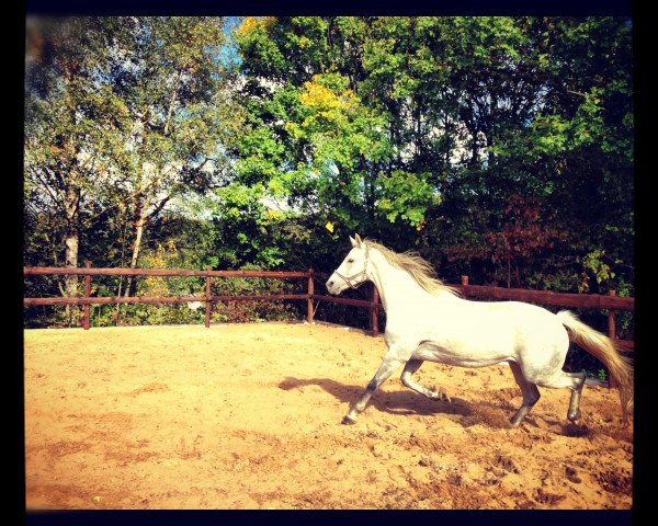 broodmare Lightning (Rhinelander, 2003, from Londonderry)