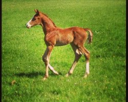 dressage horse Frieders Friend (Rhinelander, 2013, from Fürst Remus)