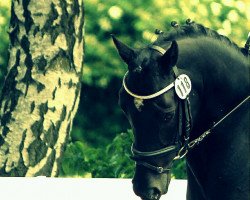 dressage horse Crack Jay (German Riding Pony, 2000, from Caliostro)