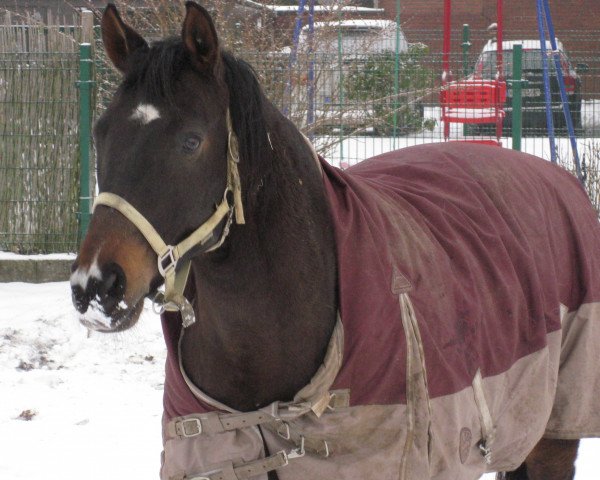 dressage horse Davinio 6 (Bavarian, 2004, from D'Artagnan Classic)