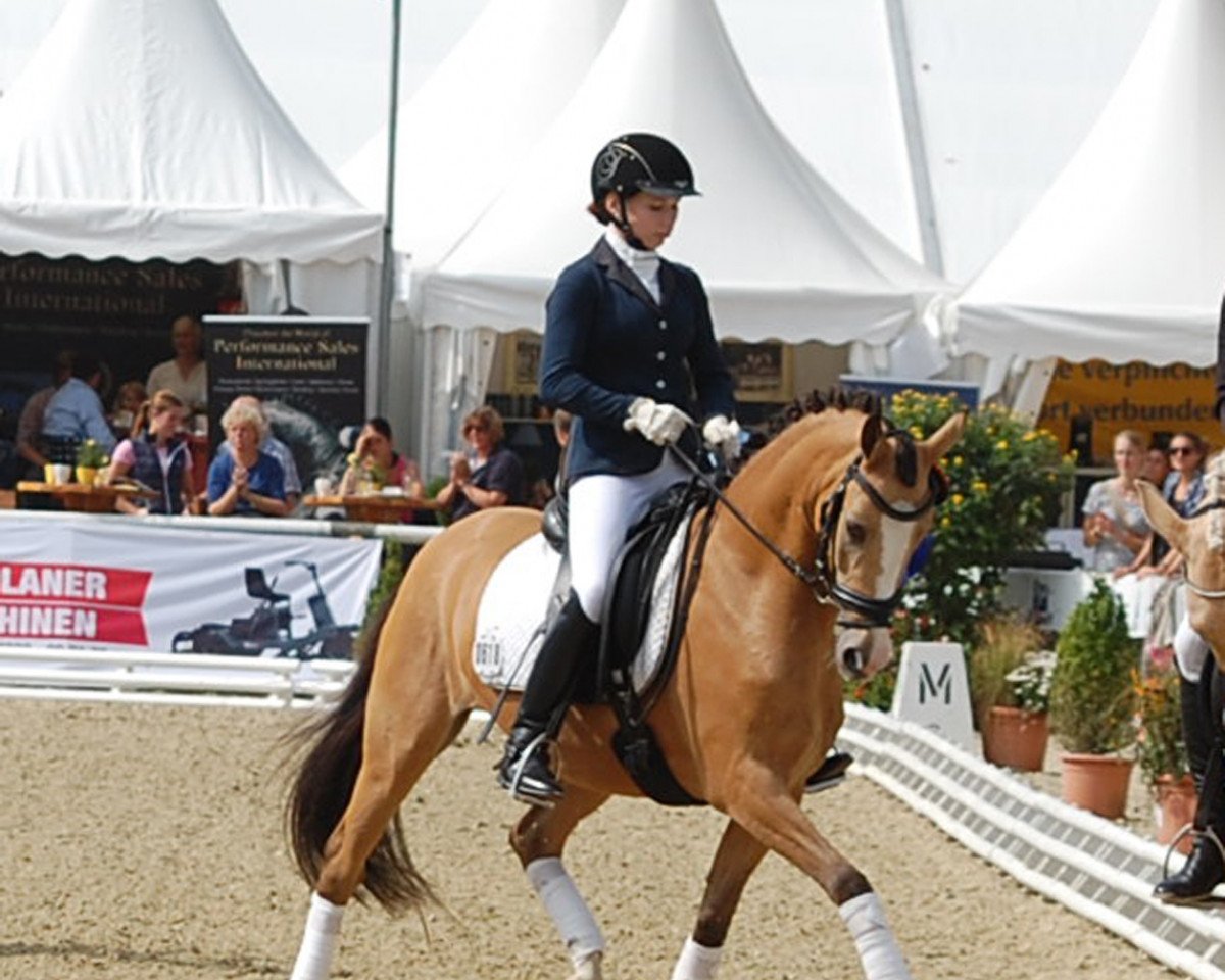 Dressurpferd Hot Cream de Luxe WE (Deutsches Reitpony, 2010, von Cream de Luxe K)