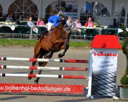 jumper Olympus 20 (KWPN (Royal Dutch Sporthorse), 1996, from Lux Z)