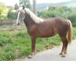 broodmare Filo (Black Forest Horse, 2013, from Dachs)