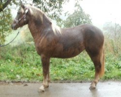 broodmare Fabi (Black Forest Horse, 2012, from Monsun)