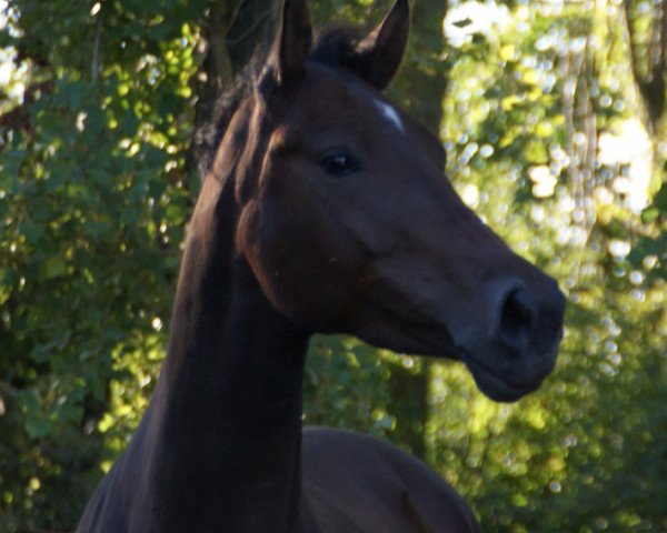 Zuchtstute Rouletta GM (Zweibrücker, 2005, von Riccione)