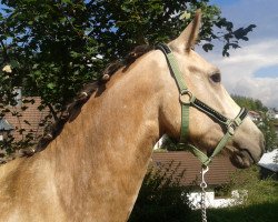 horse Crystal Champ (Connemara Pony, 2012, from Crystal Cool Spirit)