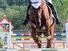 jumper Pit 115 (Trakehner, 2001, from Preussenprinz)