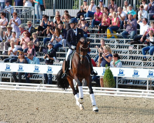 stallion Rapace (Hanoverian, 2011, from Glock's Romanov)