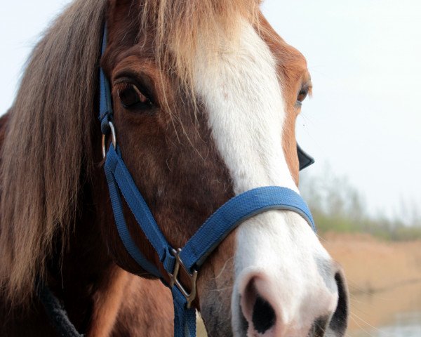 Pferd Pedro (Deutsches Reitpony, 1994, von Principal Boy)