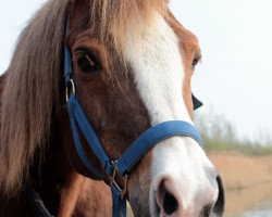 Pferd Pedro (Deutsches Reitpony, 1994, von Principal Boy)