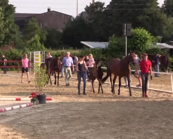 Stuten- und Fohlenschau Ostönnen 2017