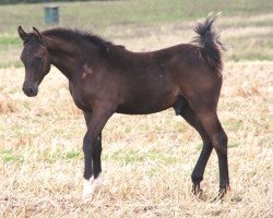 stallion Mahir (Arabian thoroughbred, 2014, from Muddassir B' Mehamam)