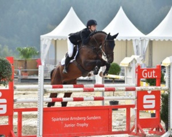 jumper Eimko (Belgian Warmblood, 2004, from Contendro I)