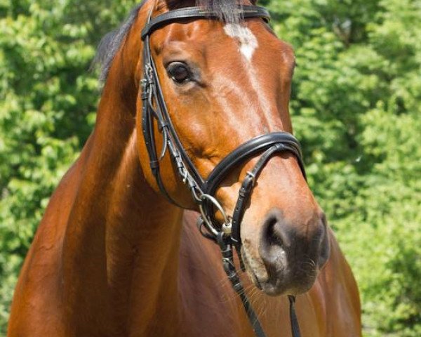 horse Lucy 347 (German Warmblood, 2001)