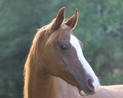 broodmare Efedra xx (Arabian thoroughbred, 1995, from Europejczyk ox)