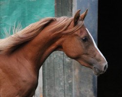 broodmare Eleonora KH ox (Arabian thoroughbred, 2012, from Prognoz 1992 ox)