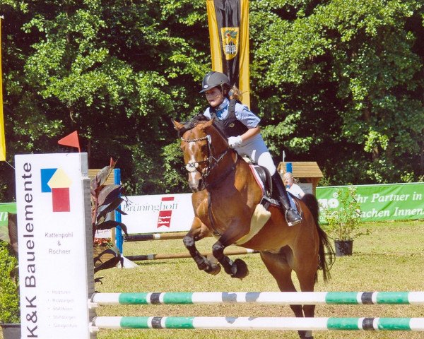 jumper Gundi (German Riding Pony, 1997, from Going East)