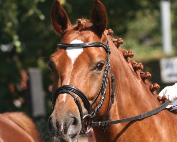 dressage horse Fabius Maximus (Rhinelander, 2007, from Fürst Piccolo)