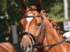 dressage horse Fabius Maximus (Rhinelander, 2007, from Fürst Piccolo)