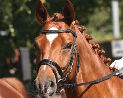 dressage horse Fabius Maximus (Rhinelander, 2007, from Fürst Piccolo)