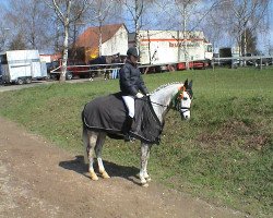 dressage horse Silvertop's Son (Westphalian, 1992, from Silvertop's As)