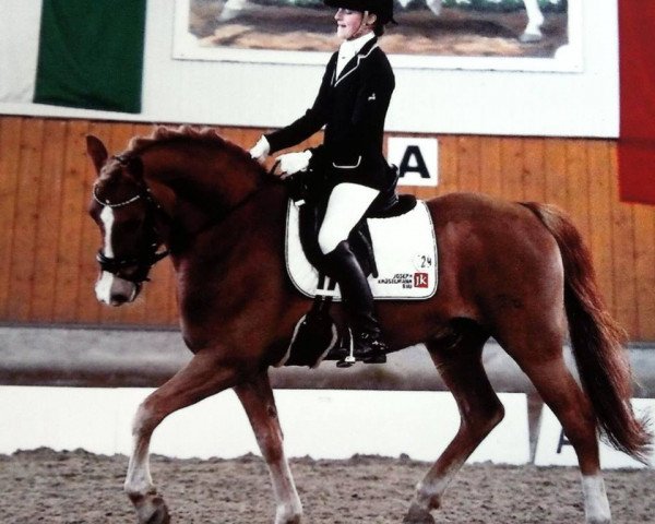 dressage horse Polydor's Son (German Riding Pony, 2007, from Calenberg's Polydor)