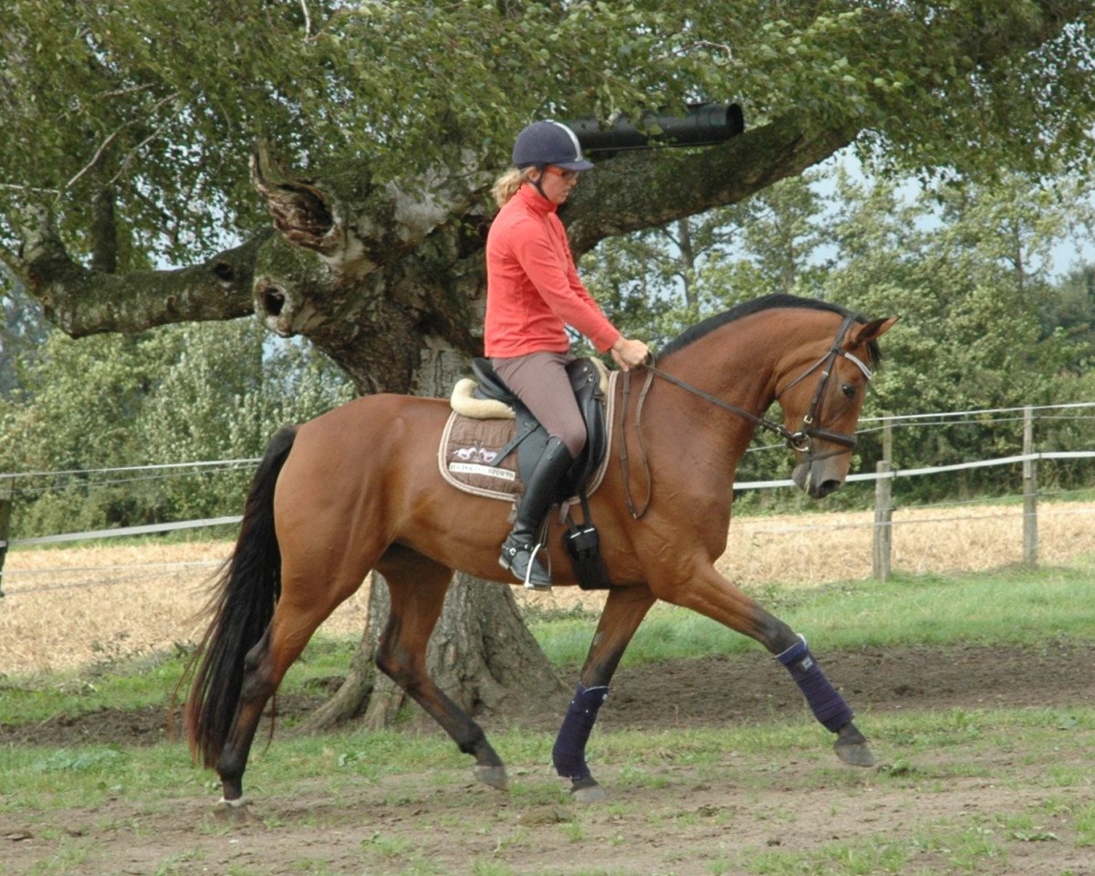 broodmare Rockfee Wf (Westphalian, 2011, from Real Diamond)