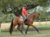 broodmare Rockfee Wf (Westphalian, 2011, from Real Diamond)