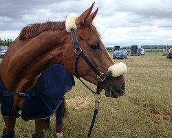 broodmare Wiedersehen (Hanoverian, 2004, from Willem's As I)