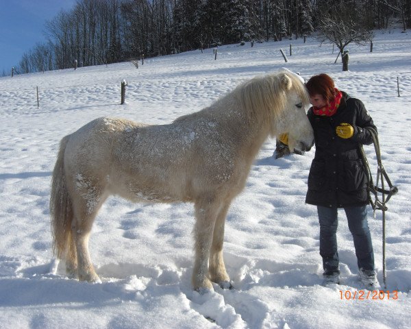 horse Birgir von Roetgen (Iceland Horse, 1991, from Einar von Roetgen)