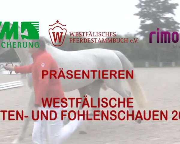 Stuten- und Fohlenschau Marl 2017