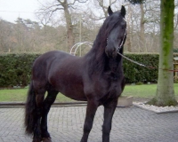 stallion Hermann fan boppe de Slus (Friese, 2002, from Piter 312)