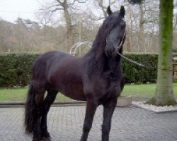 stallion Hermann fan boppe de Slus (Friese, 2002, from Piter 312)