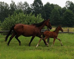 Pferd Giulietta 27 (Österreichisches Warmblut, 2014, von Garibaldi SR)