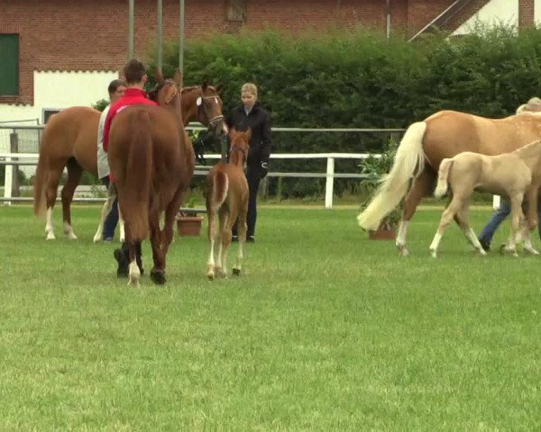 Stuten- und Fohlenschau Steinhagen 2017