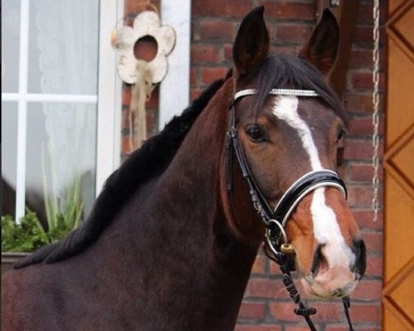 dressage horse Basima A (Westphalian, 2009, from Basic)
