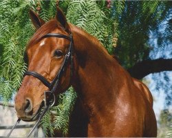 Pferd Osaja (Holsteiner, 1999, von Coriander)