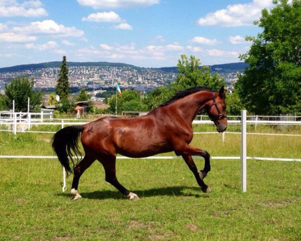 jumper Lysias 4 (Bavarian, 1996, from Landjonker (Fruhling))