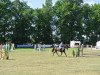 jumper Lasina 13 (Oldenburg show jumper, 2006, from Lasino)